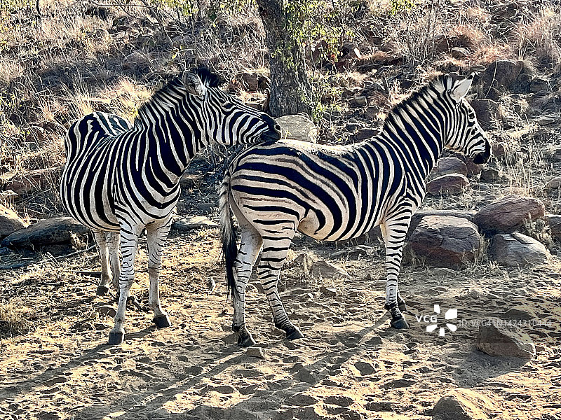 两只野生斑马图片素材