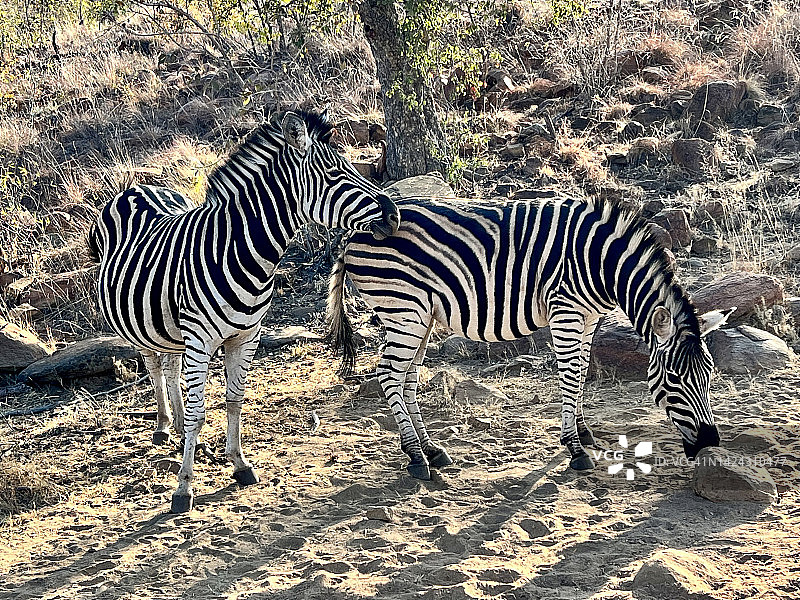 南非摄影之旅中互动的两只野生斑马图片素材