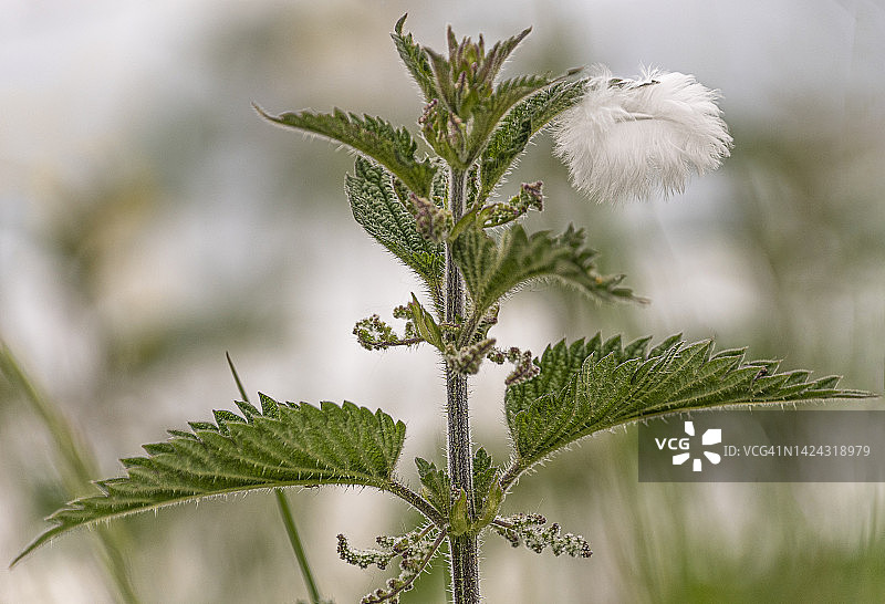 荨麻植物上的羽毛图片素材