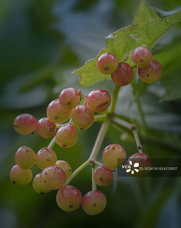 荚蒾玫瑰浆果图片素材