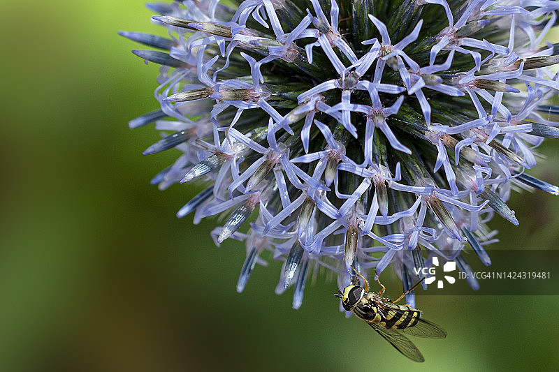 一只食蚜蝇在蓝刺芹花上图片素材