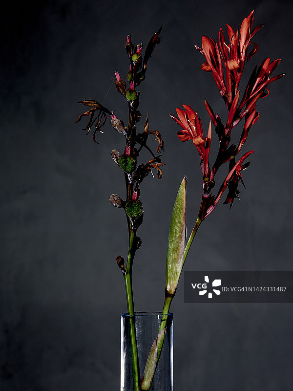 红色美人蕉图片素材