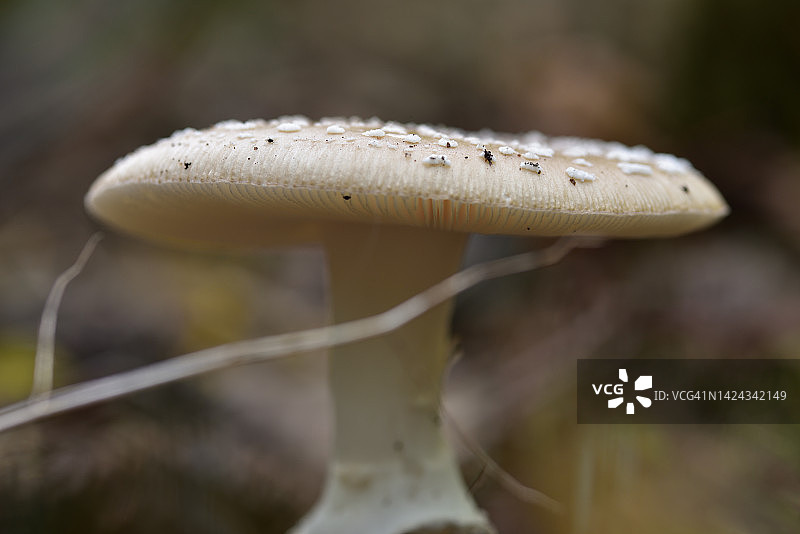 豹斑鹅膏菌图片素材