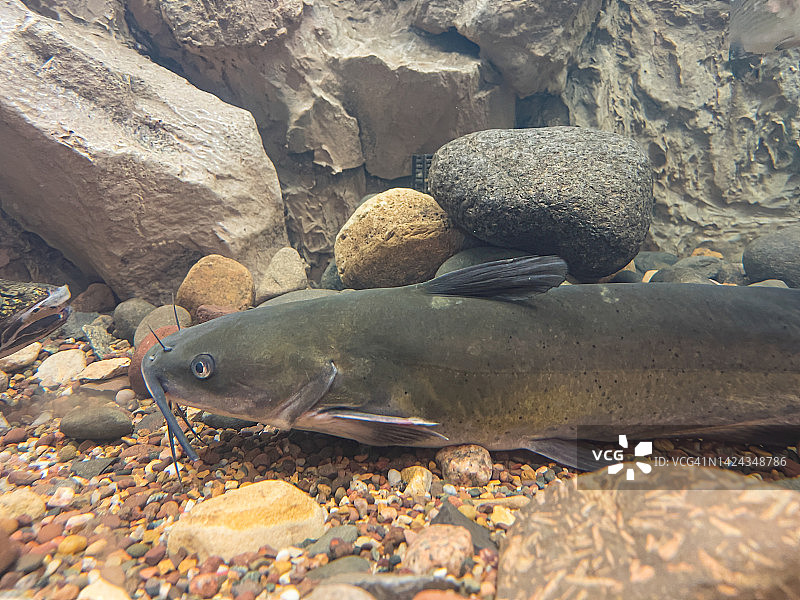 水下游泳的大鲶鱼图片素材