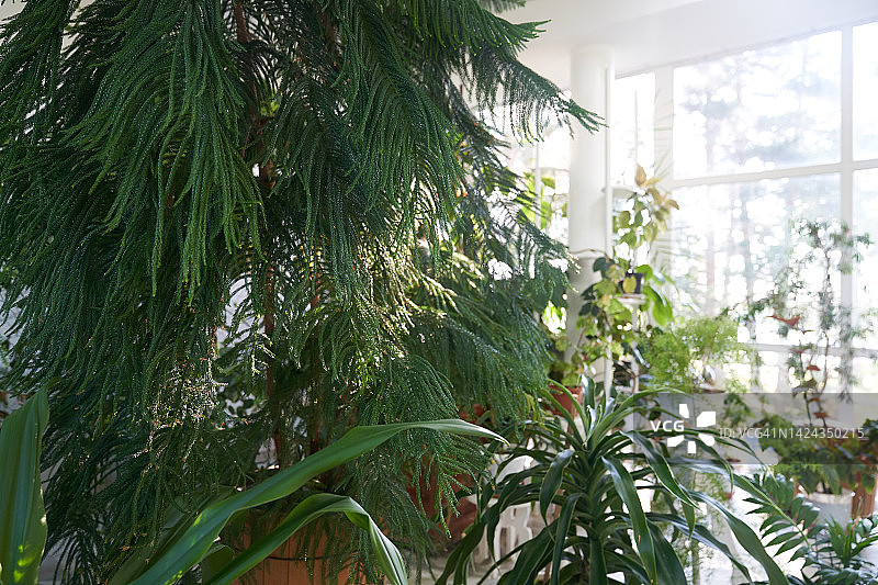 室内热带植物背景：盆栽花卉图片素材