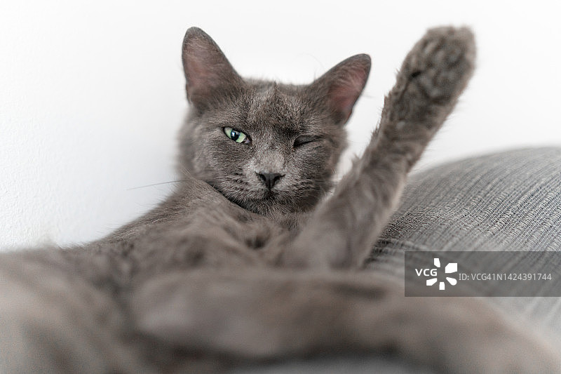 眨着一只眼睛举起爪子的猫的有趣画像图片素材