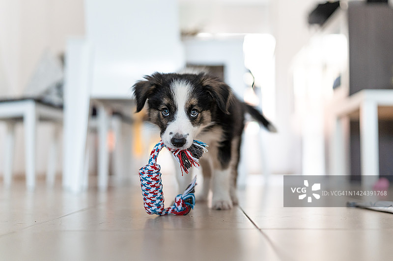 在家咬着玩具的边境牧羊犬幼犬肖像图片素材