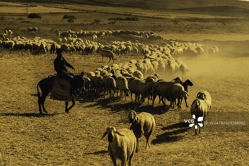 尘土飞扬的田野上移动的羊群图片素材