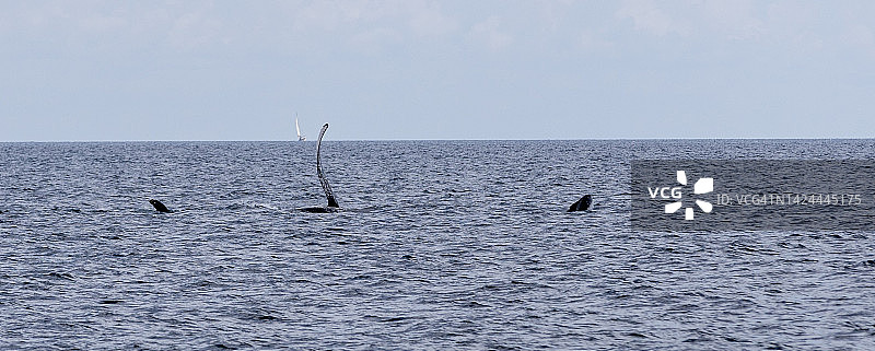 海洋中的三只鲸鱼图片素材