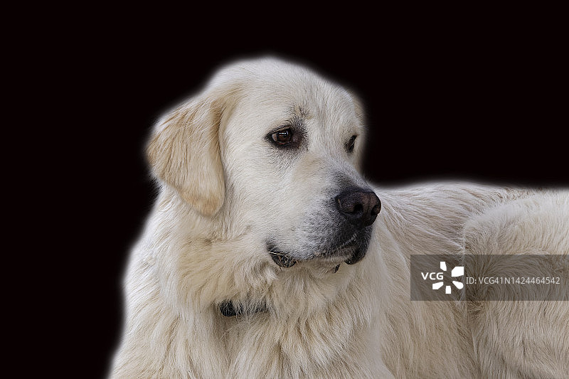 混种犬肖像-金色大比利牛斯犬图片素材