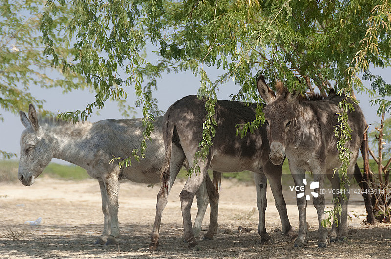 布吉的野生驴图片素材