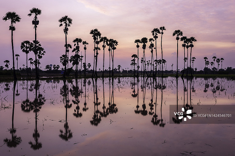 泰国巴吞他尼府的绿色稻田图片素材