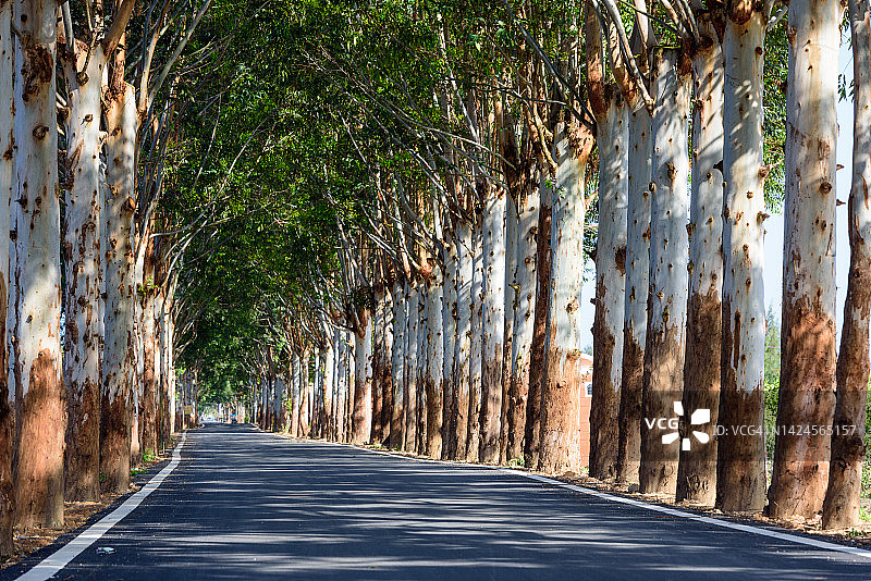 路边的树木图片素材
