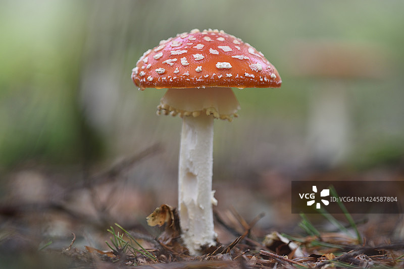 安妮塔麝香图片素材