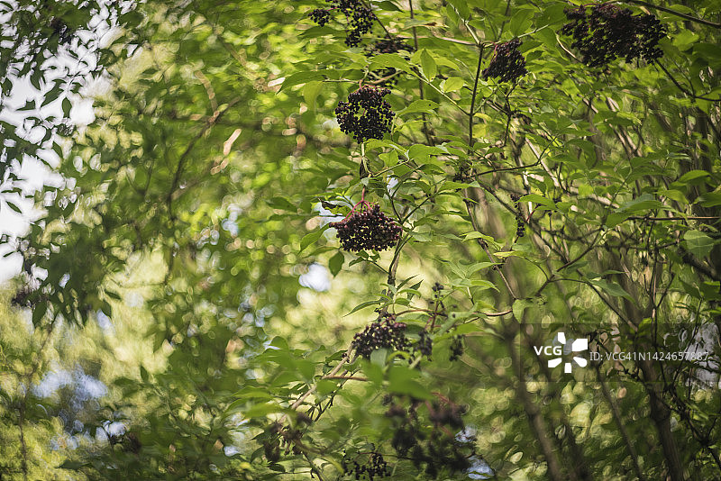 接骨木果图片素材