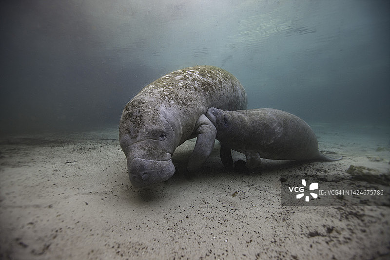 佛罗里达海牛妈妈在沙底侧面给小海牛喂奶图片素材
