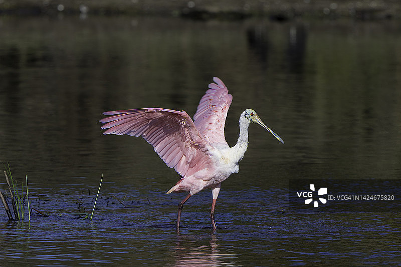 佛罗里达沼泽地中展开粉红色翅膀的琵鹭侧视图图片素材