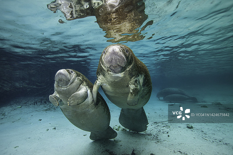 两只海牛在淡水泉中的正面视图图片素材