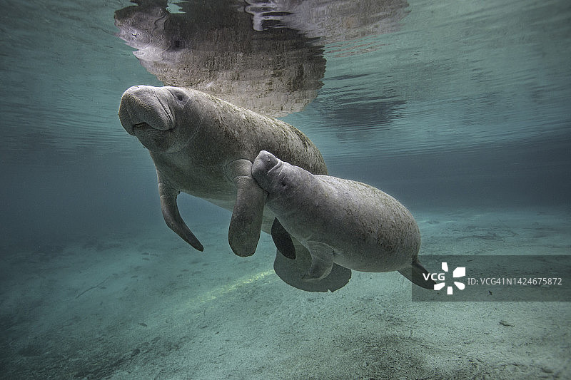母亲佛罗里达海牛与幼崽在佛罗里达淡水泉中游泳图片素材