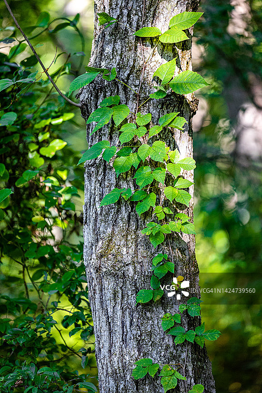 攀爬树干的毒葛藤图片素材