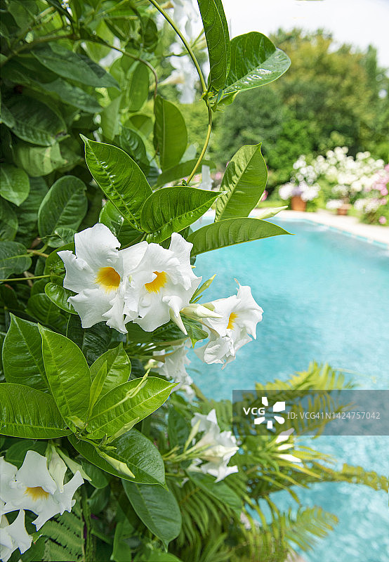 白色芙蓉花，黄色花心，俯瞰游泳池图片素材