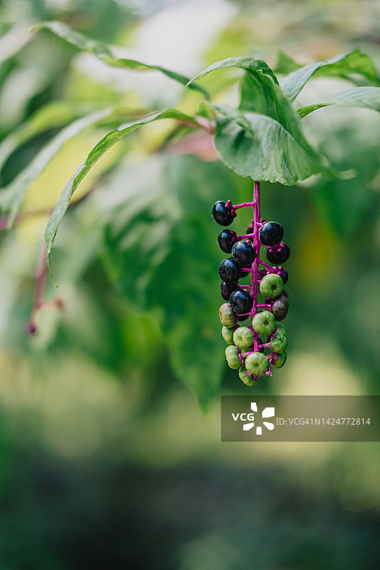 美洲商陆植物上悬挂的浆果图片素材