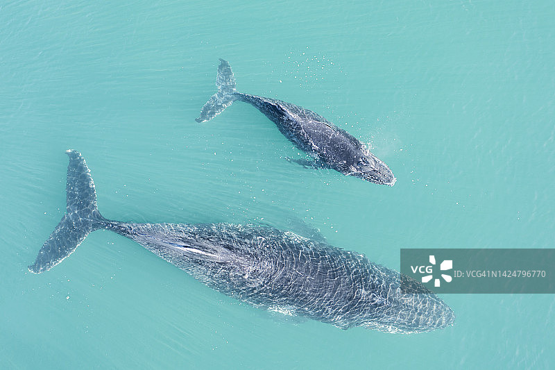 座头鲸母子在蓝色海水中畅游的航拍视角图片素材