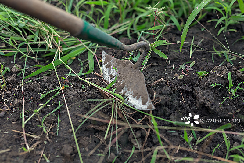 用锄头清除花园里的杂草图片素材