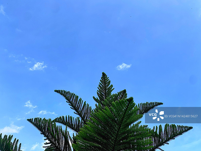 蓝色天空背景下的冷杉树叶图片素材