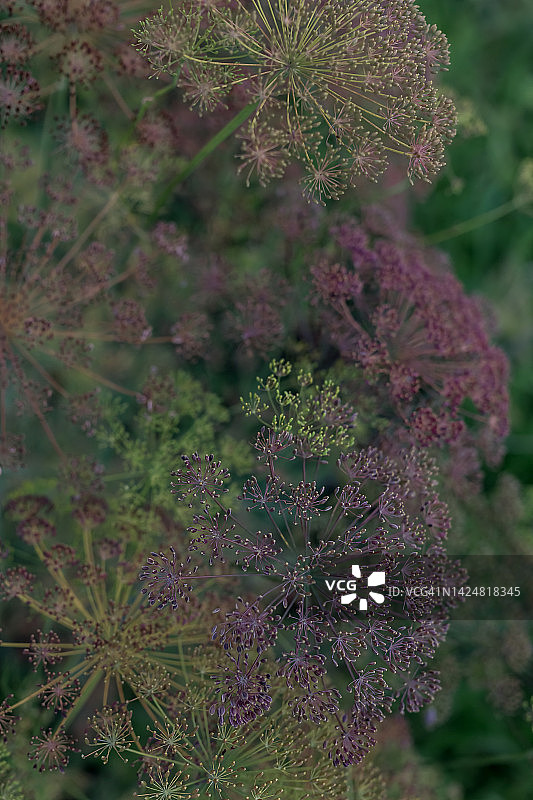 苗床中干燥的莳萝籽（浅景深）图片素材