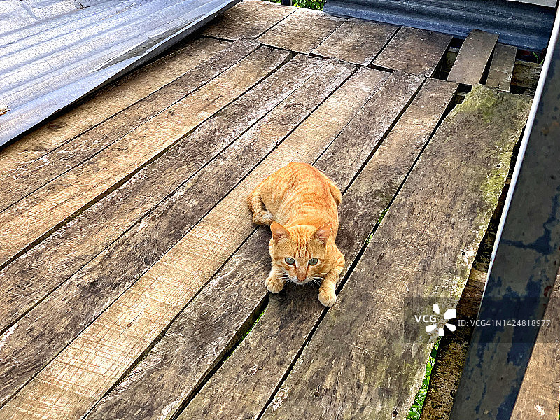 木板上的猫图片素材