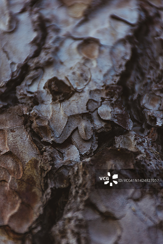 巴黎布洛涅森林公园图片素材