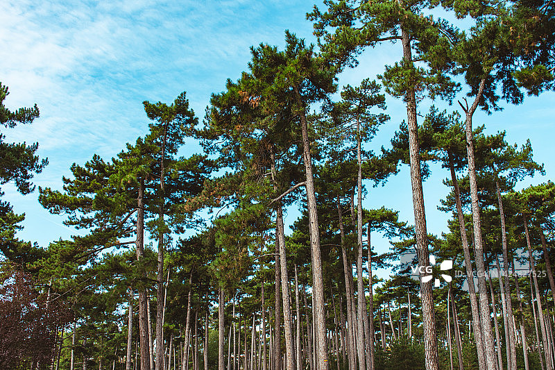 巴黎布洛涅森林公园图片素材