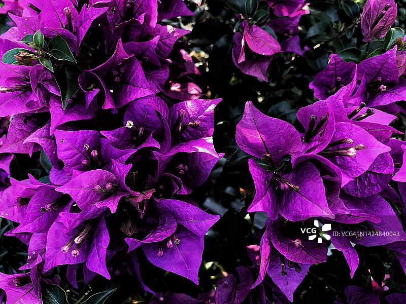 三角梅花朵特写图片素材