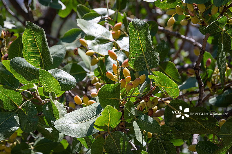 树上杏仁特写照片图片素材