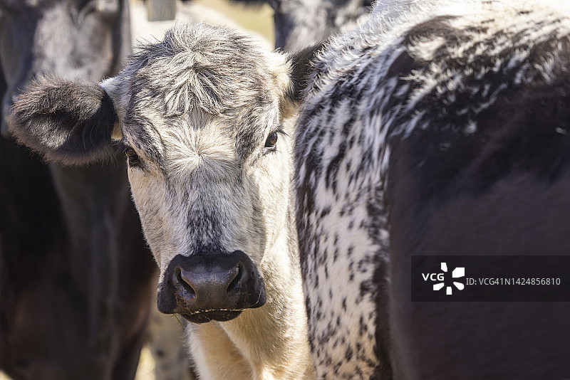 黑白纹理奶牛看着镜头特写图片素材