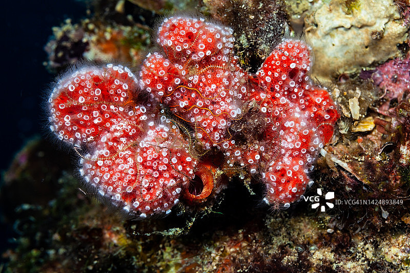 海月水母幼虫期，帕劳 Iro 沉船海绵图片素材