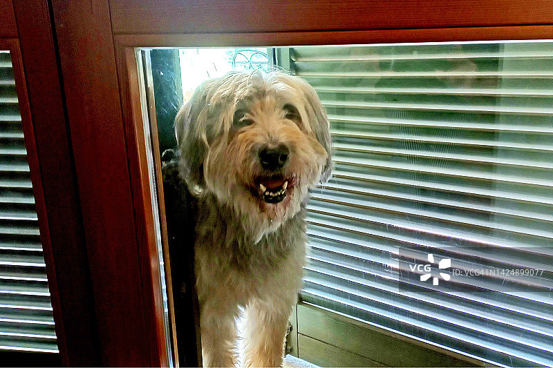 窗边的贝尔加马斯科牧羊犬图片素材