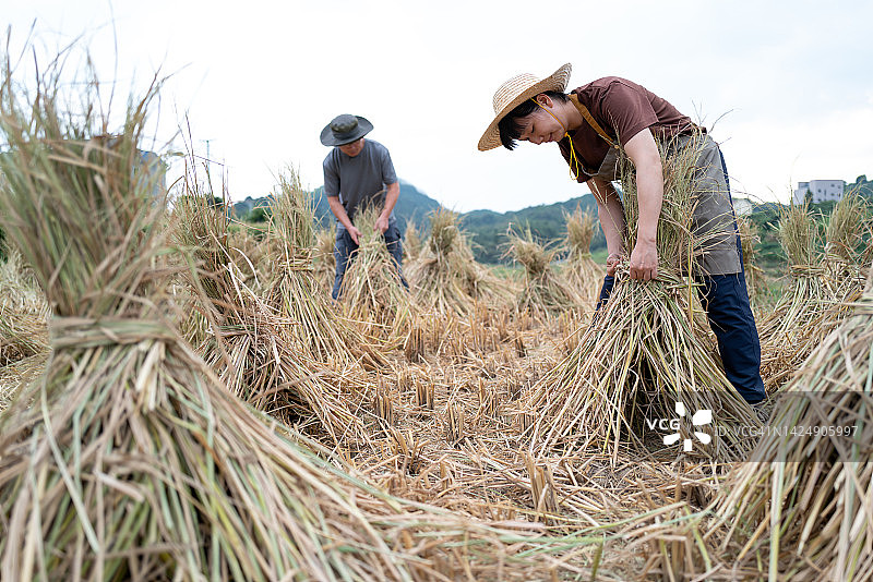 女农民在稻田里收割稻草图片素材