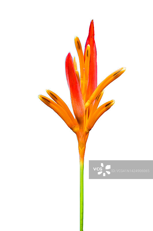 白色背景下的鹤望兰图片素材