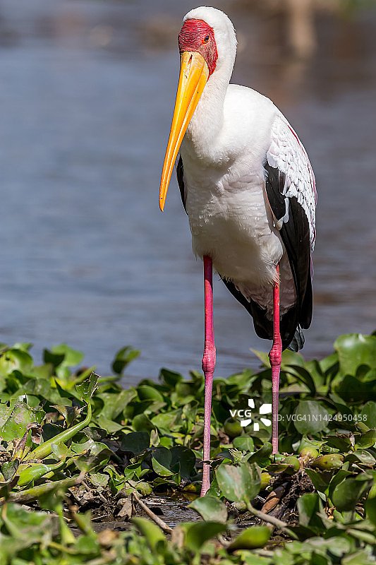 野生黄嘴鹳图片素材