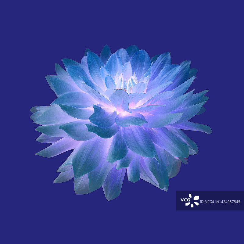梦幻蓝紫色绿松石色大丽花色彩增强图片素材