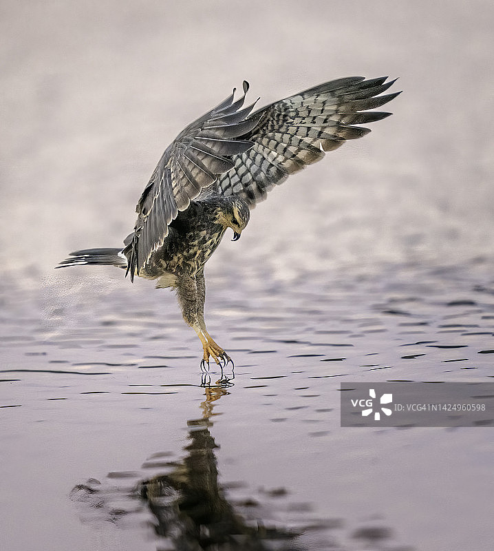 精致的皮卡车图片素材