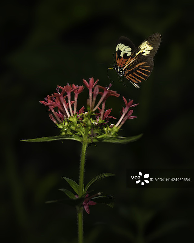 简约蝴蝶与花图片素材