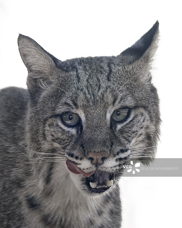 短尾猫舔舐图片素材