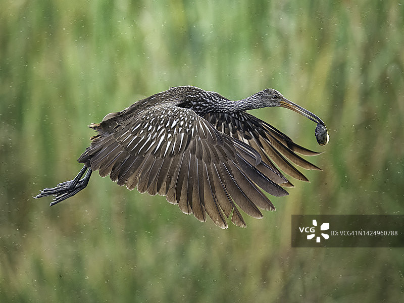林普鸟与蛤蜊图片素材