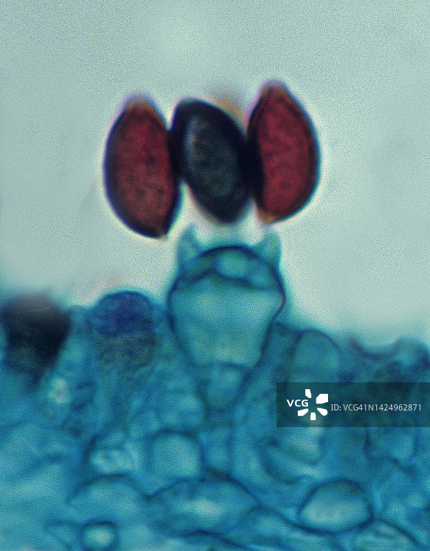 墨水帽蘑菇菌褶上的担子和担孢子（Coprinus）500倍图片素材