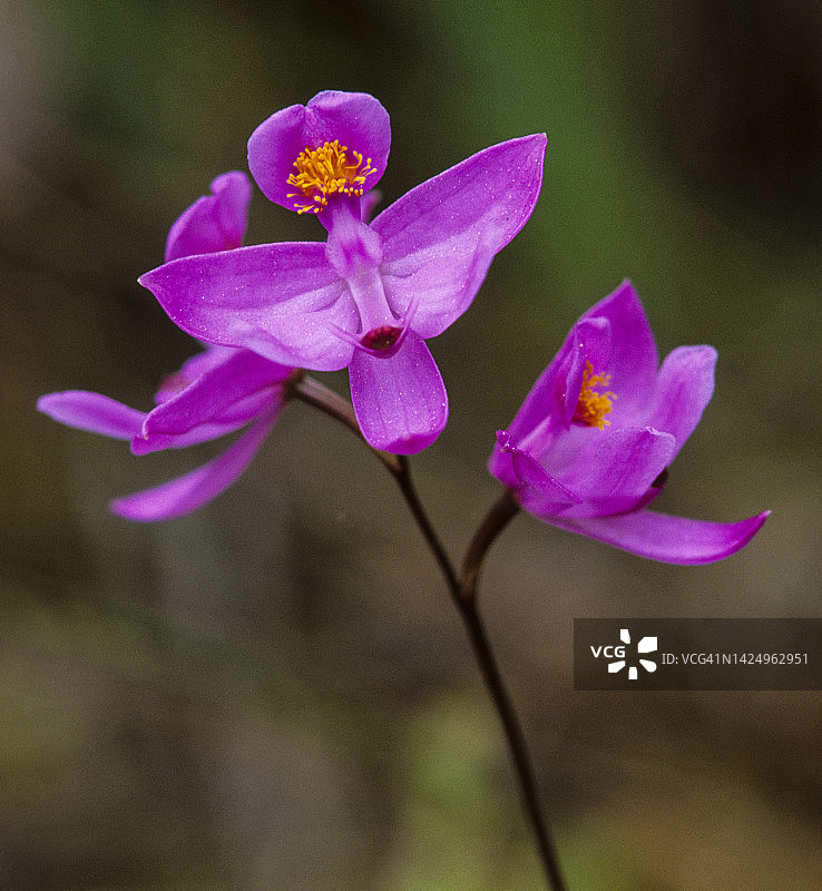 须芒草粉红兰花图片素材