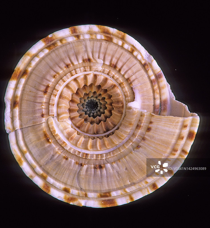 日晷海螺底部，螺旋对称图片素材