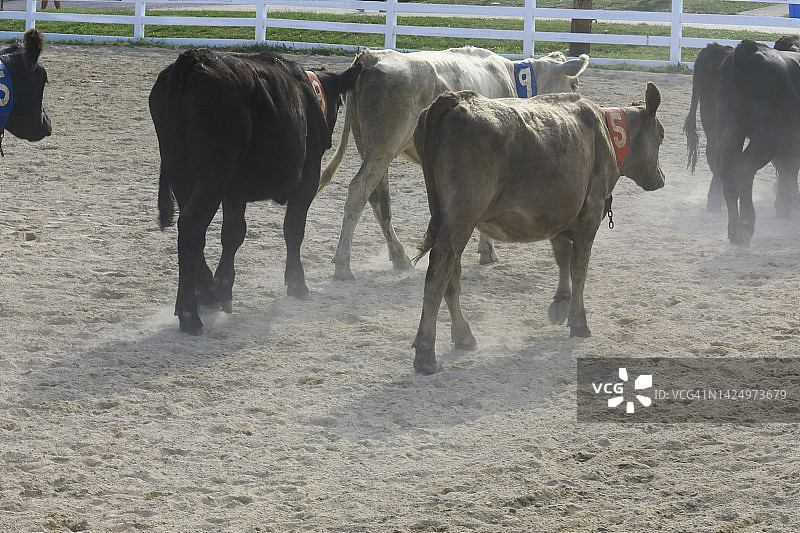 牧场牛畜图片素材